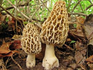 800px-Morchella_esculenta_84915.jpg