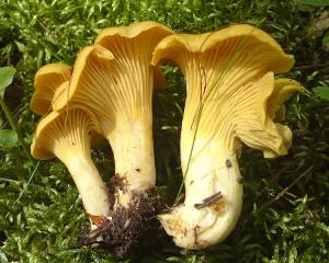 750px-Cantharellus_cibarius_20090717-02.jpg