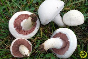 Agaricus_campestris_jmm_080919.jpg