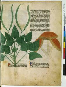 Latin 6823, fol. 68, Flore  champignon.jpeg