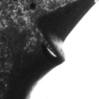 U_2.jpg