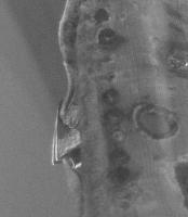 DSCF2682.jpg