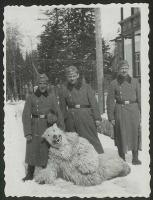 medved4.jpg